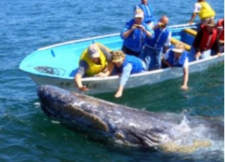 Visita guiada para ver una ballena